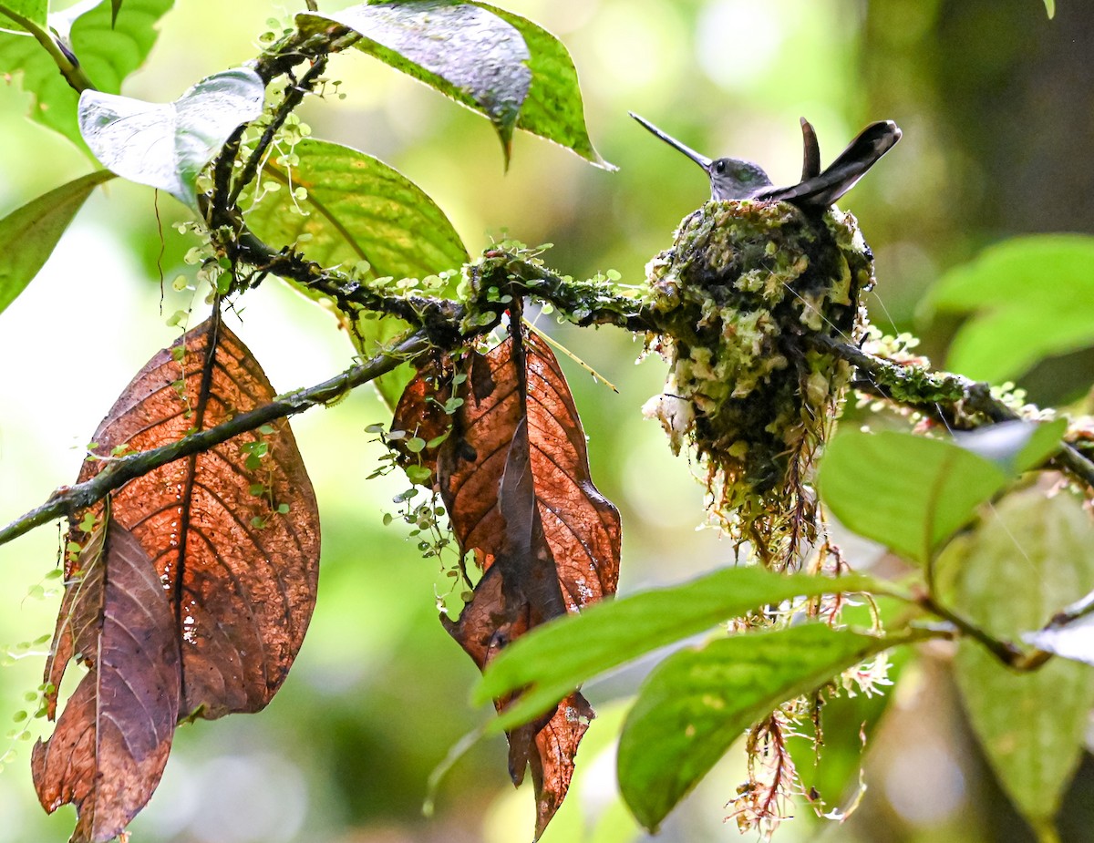 Tooth-billed Hummingbird - ML645514792