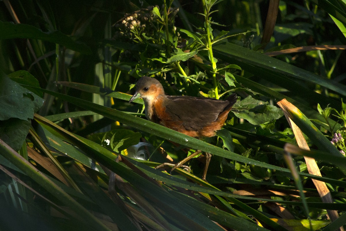 Rusty-flanked Crake - ML645514797