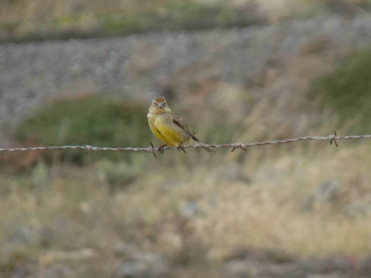 Короткоклювый зерноед - ML645514806