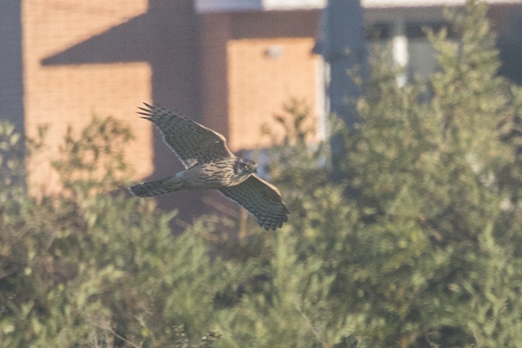 Eurasian Goshawk - ML645514808