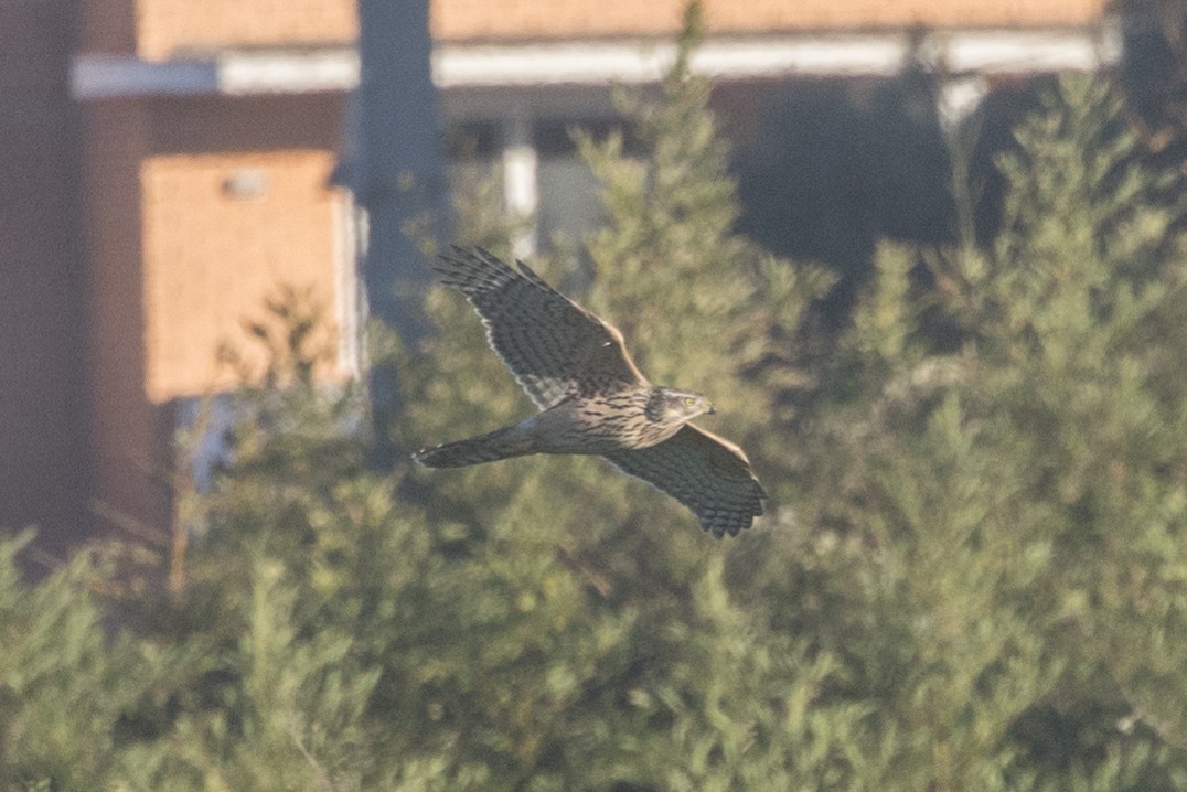 Eurasian Goshawk - ML645514809