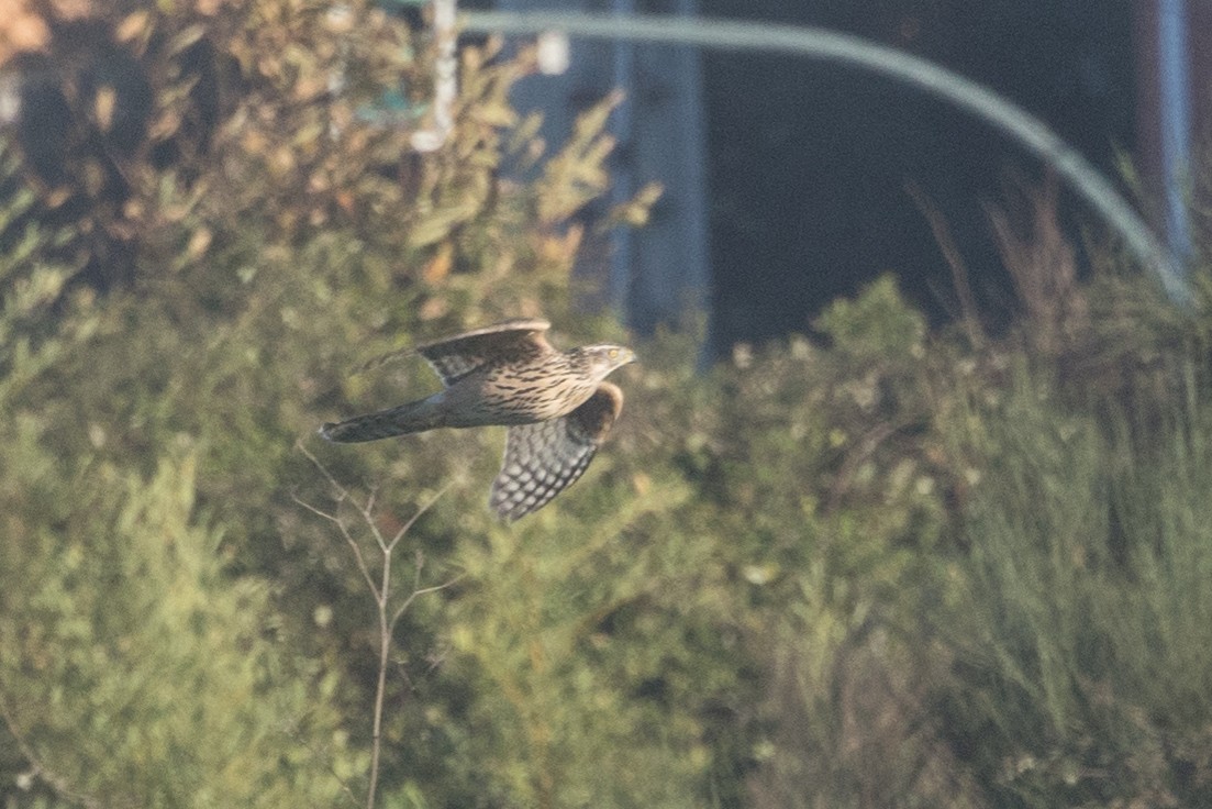 Eurasian Goshawk - ML645514810