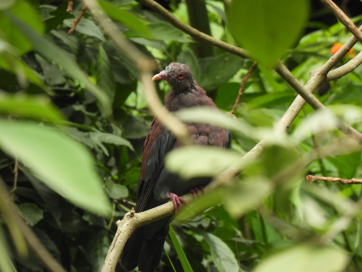 Red-billed Pigeon - ML645514819