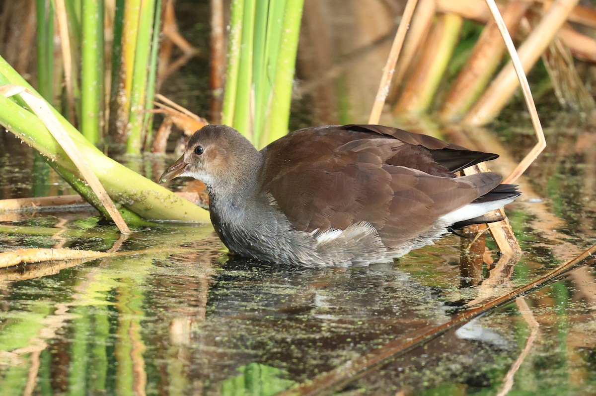 Курочка латиноамериканська - ML645514823