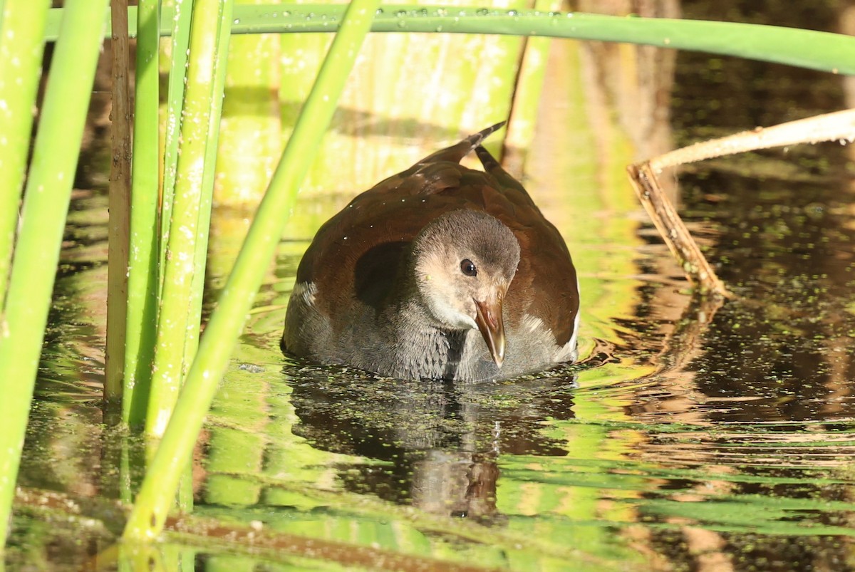 Курочка латиноамериканська - ML645514834