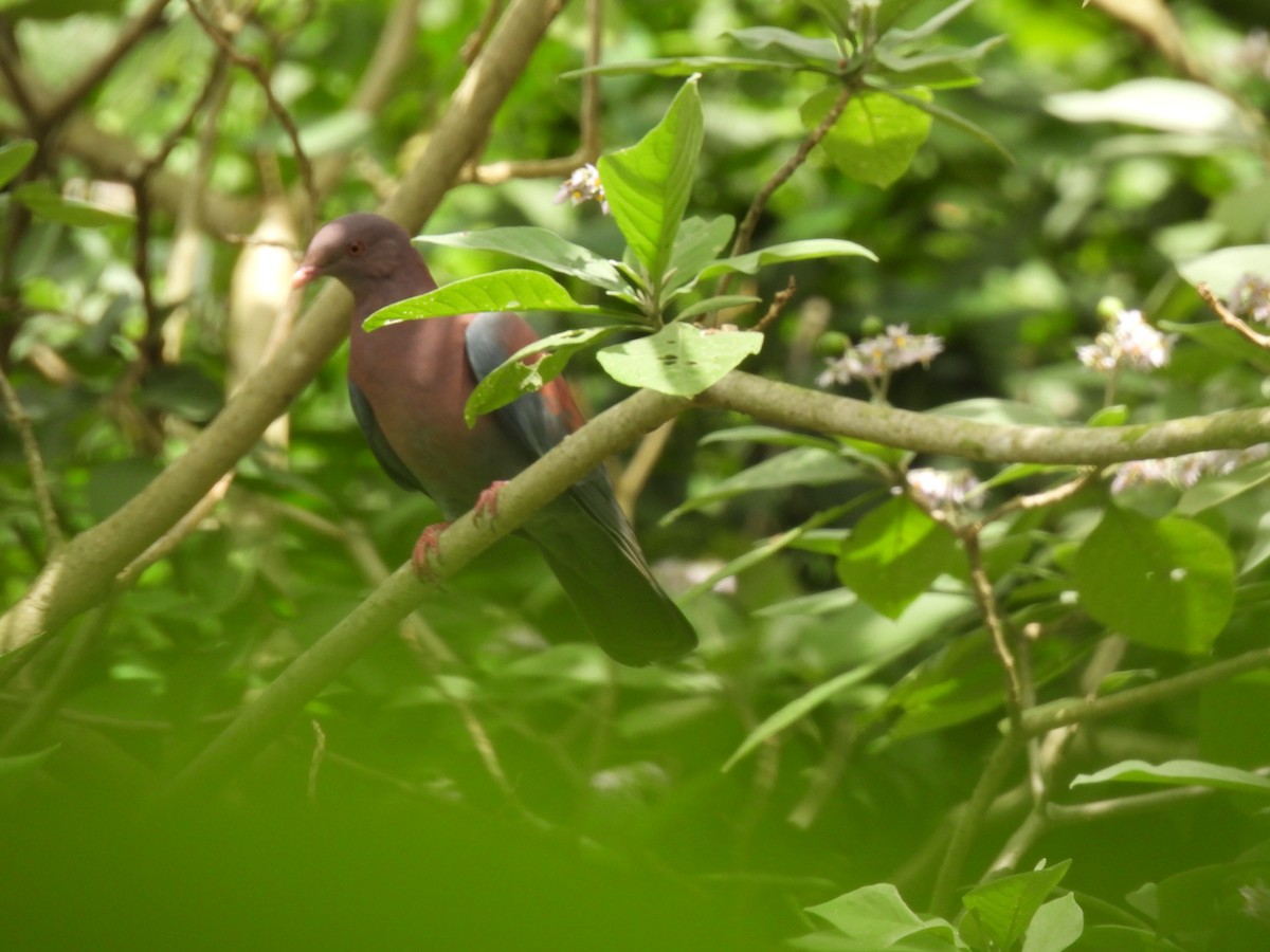 Red-billed Pigeon - ML645514845