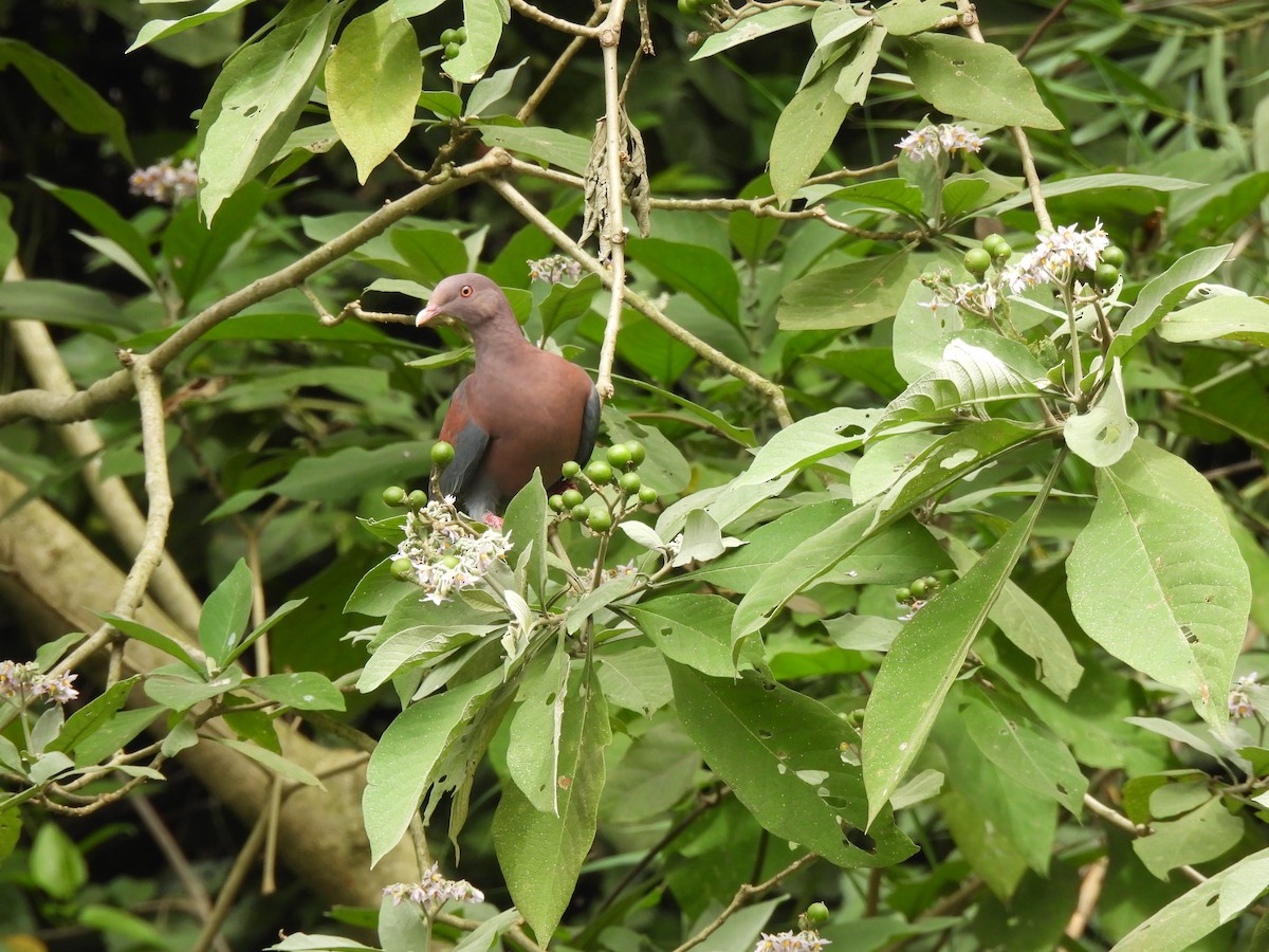 Red-billed Pigeon - ML645514846