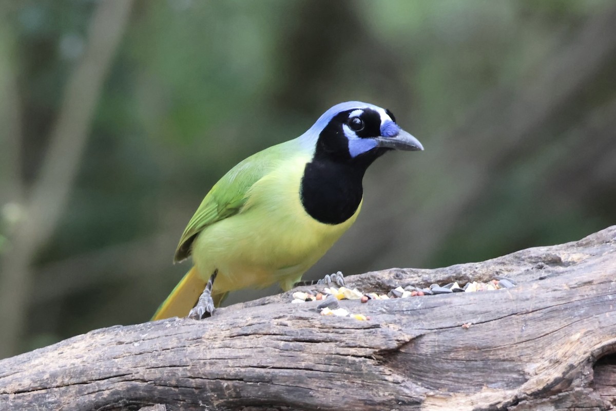 Geai vert - ML645514858