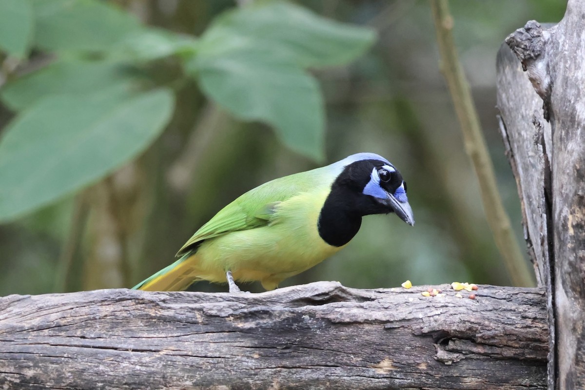 Geai vert - ML645514859