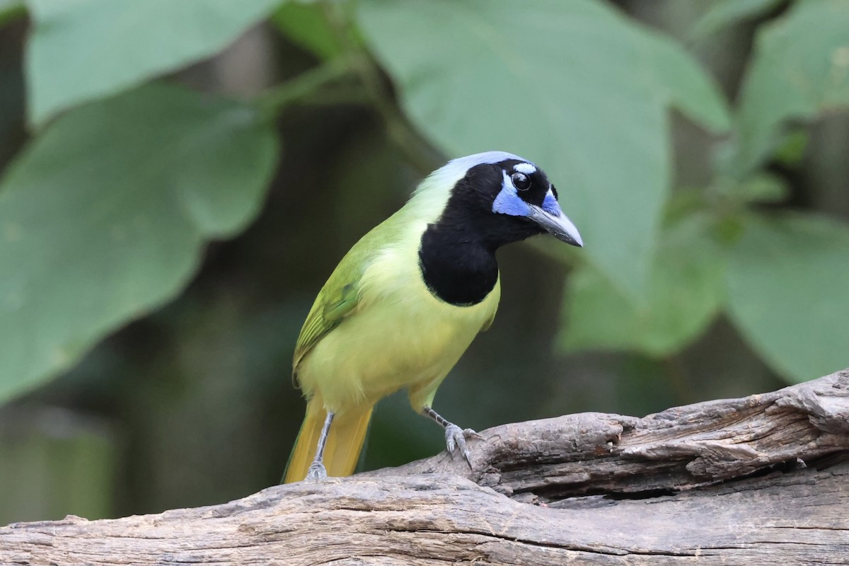 Geai vert - ML645514860