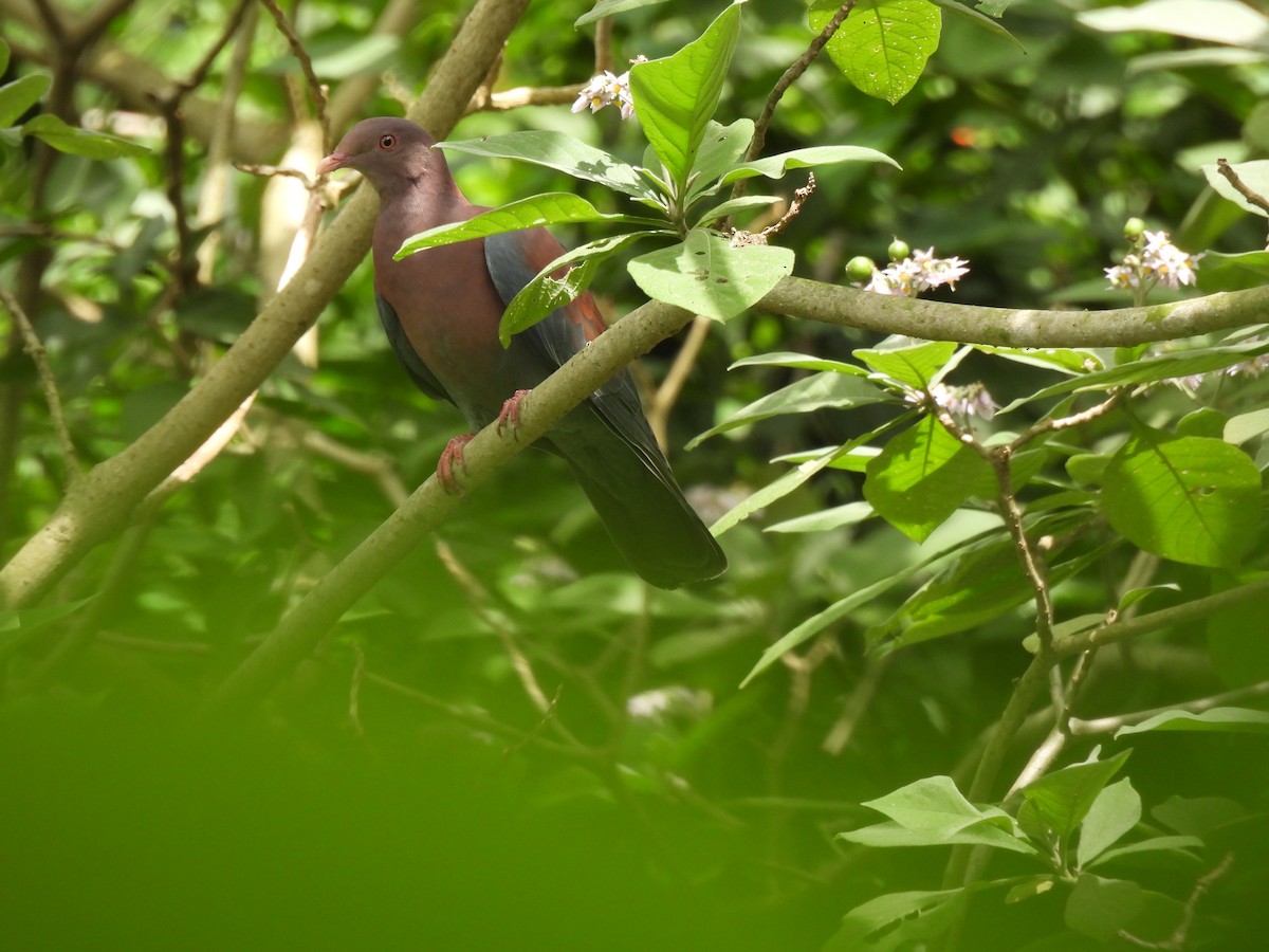 Red-billed Pigeon - ML645514861