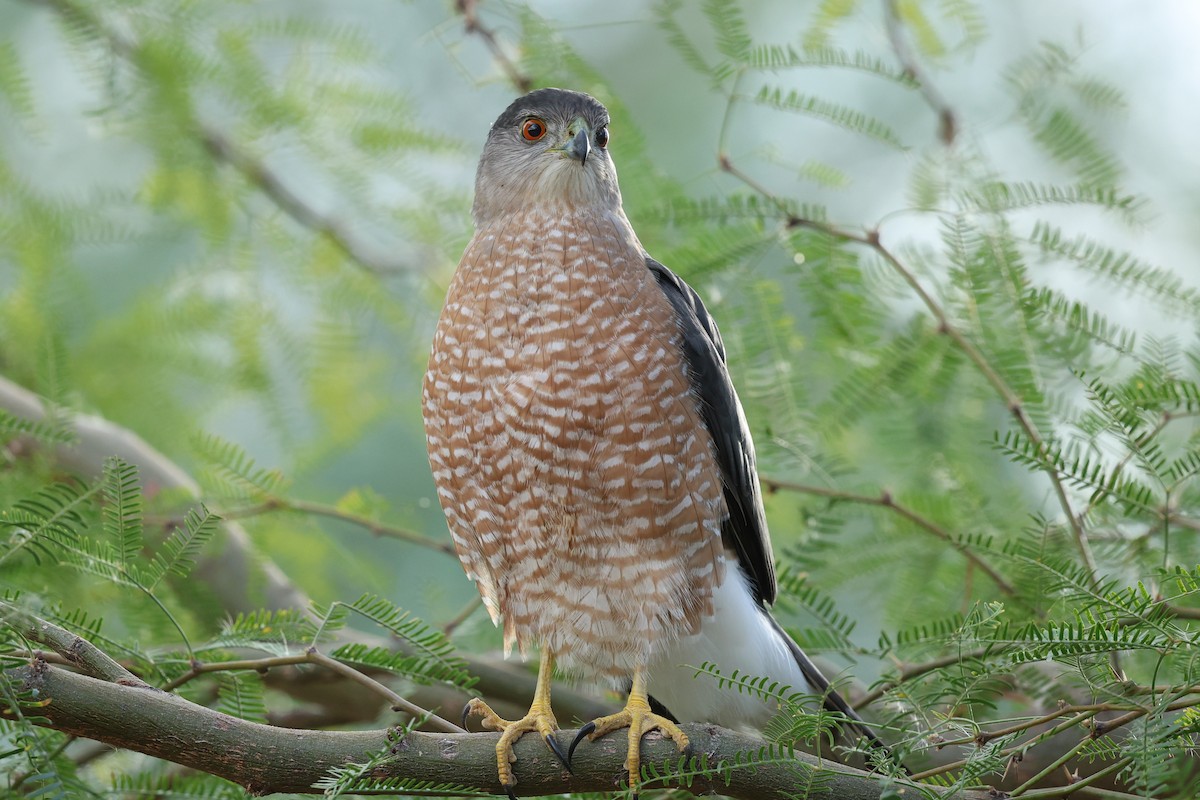Cooper's Hawk - ML645514862