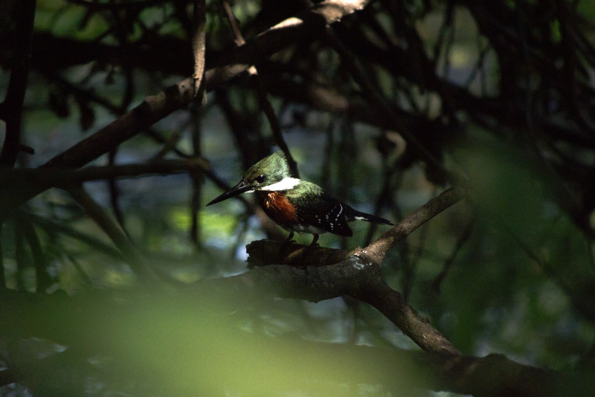 Green Kingfisher - ML645514872