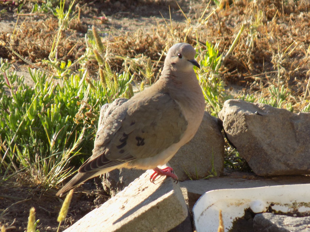 Eared Dove - ML645514879