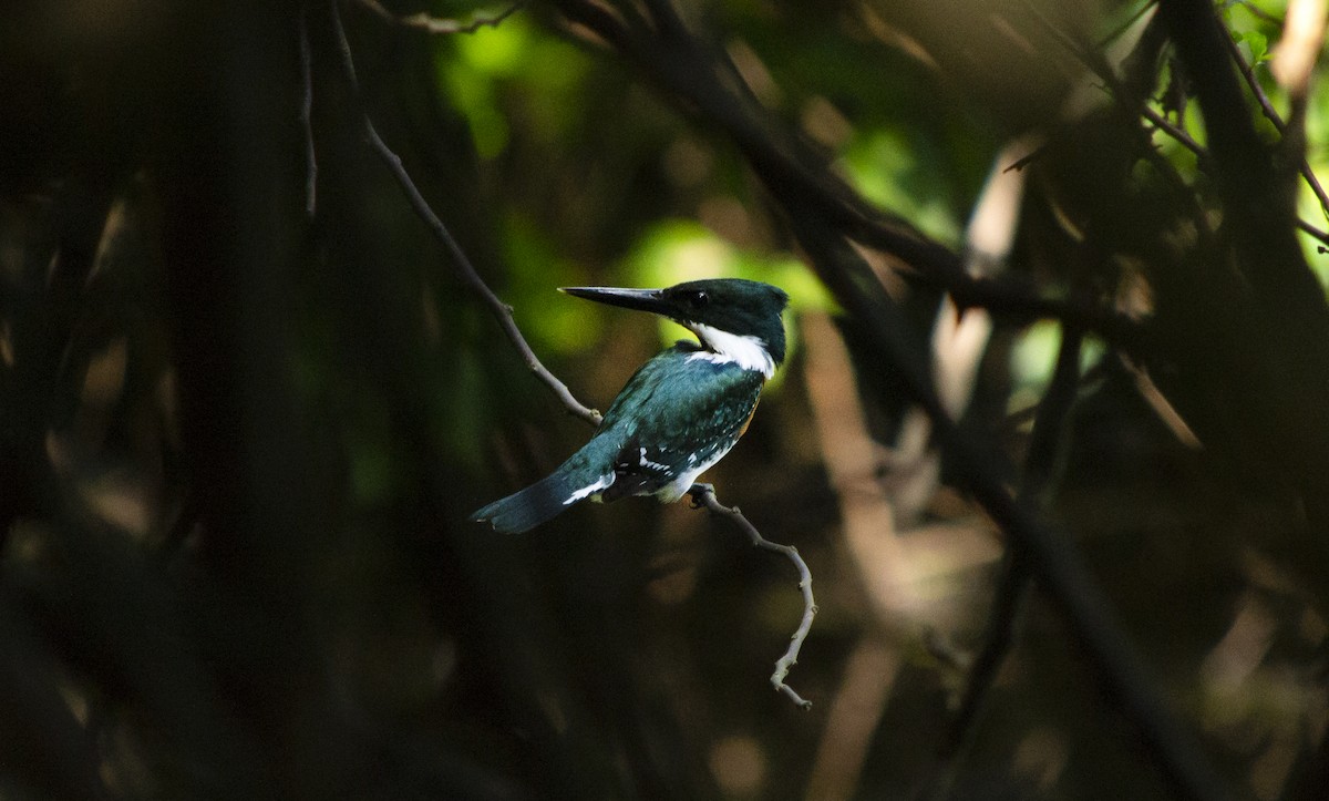 Green Kingfisher - ML645514880