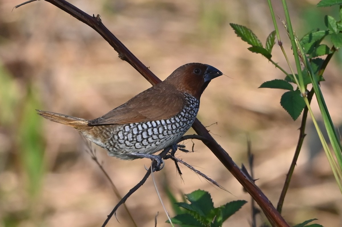 Scaly-breasted Munia - ML645514882