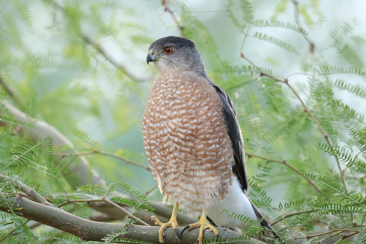 Cooper's Hawk - ML645514890