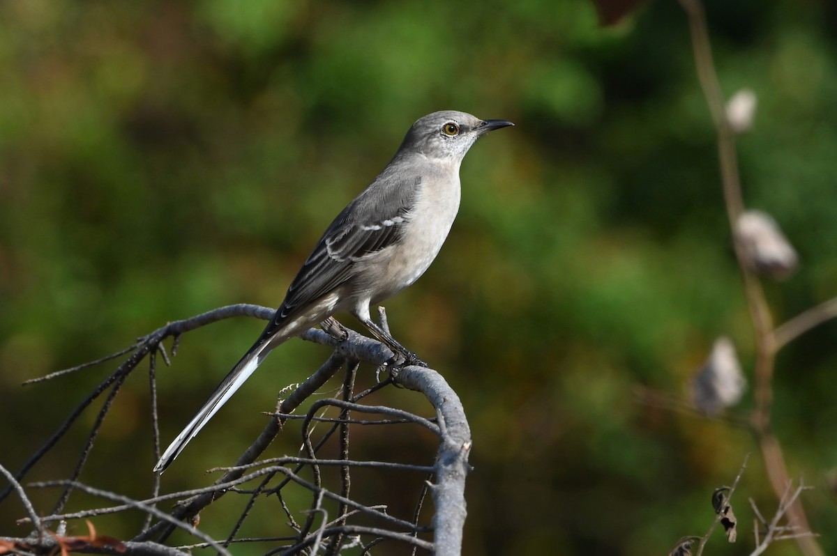 Northern Mockingbird - ML645514893