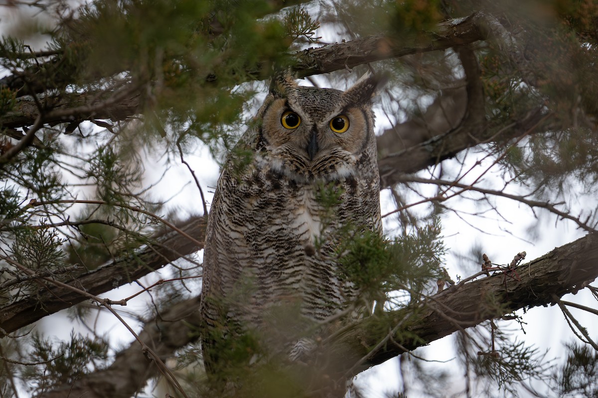 Grand-duc d'Amérique - ML645514897