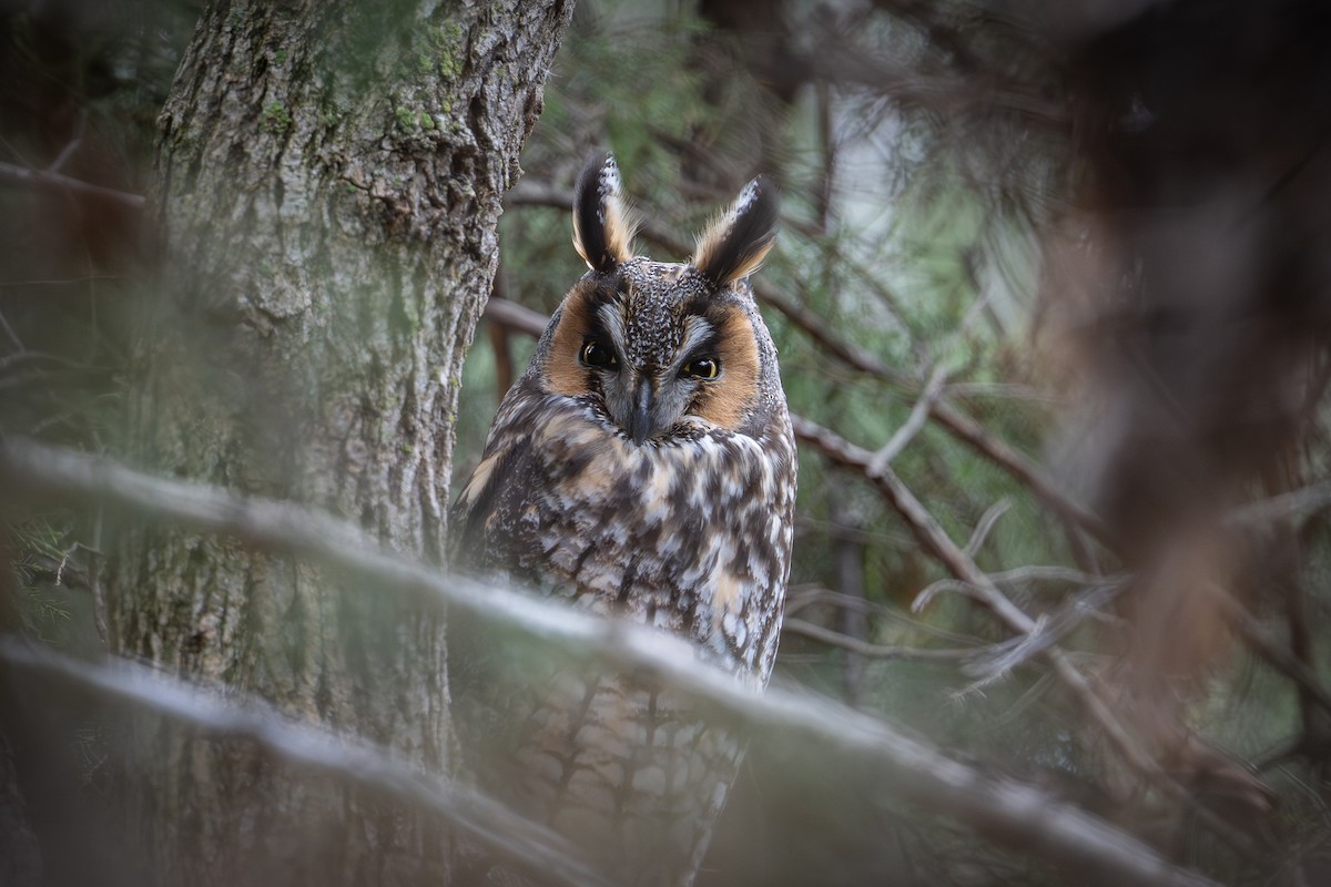 Hibou moyen-duc - ML645514898