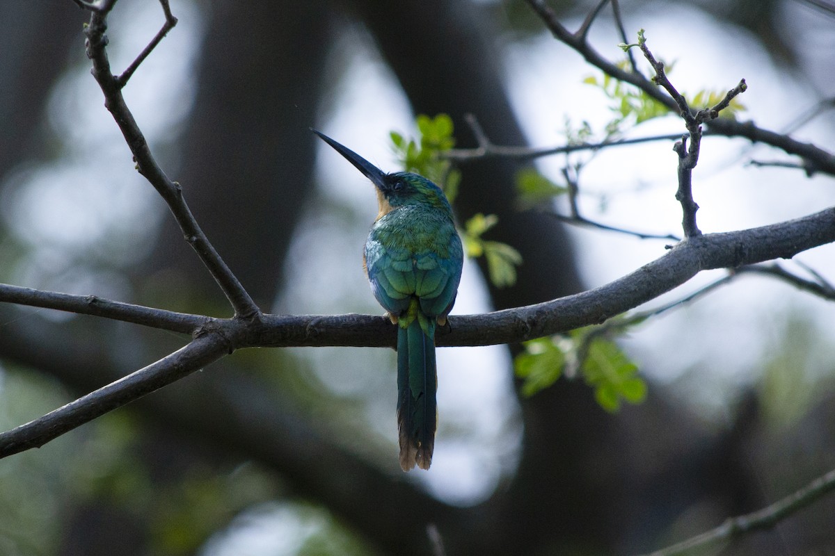 Rufous-tailed Jacamar - ML645514899