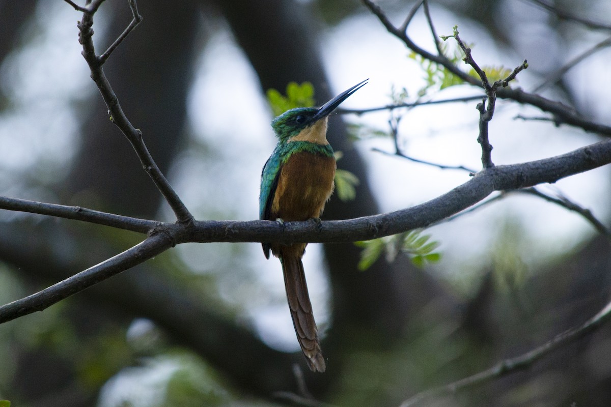 Rufous-tailed Jacamar - ML645514900