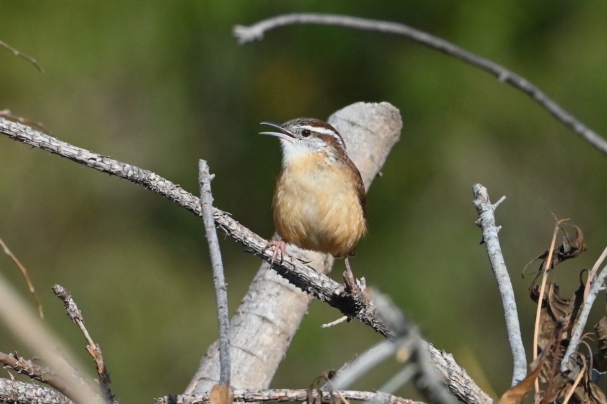 Carolina Wren - ML645514903
