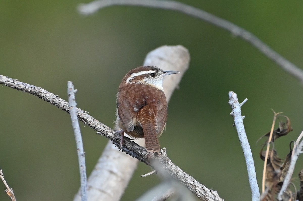 Carolina Wren - ML645514904