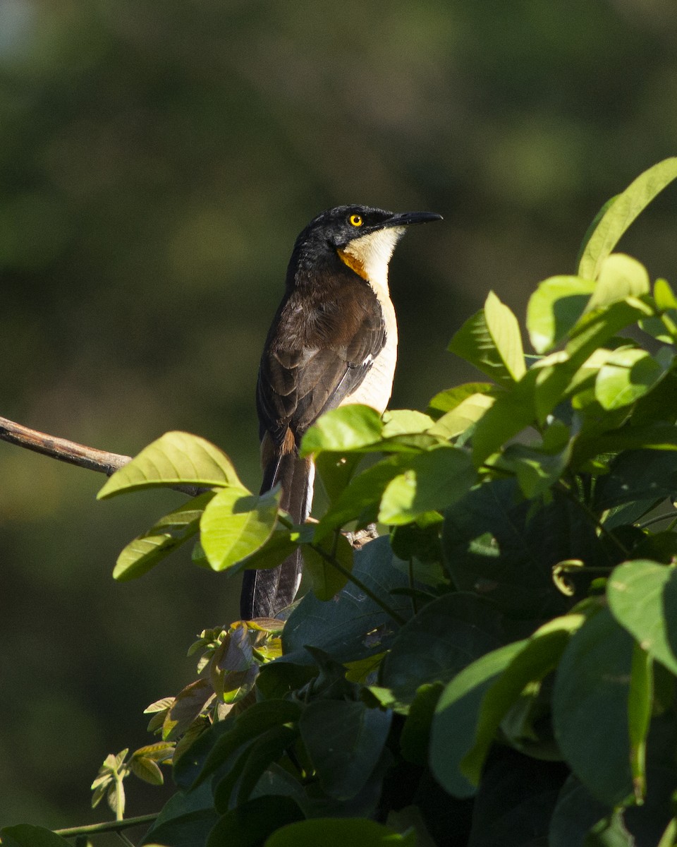 Black-capped Donacobius - ML645514910