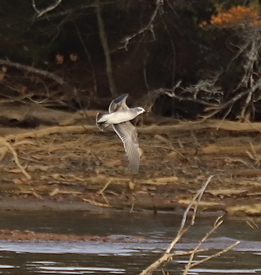 Laughing Gull - ML645514911
