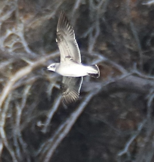 Laughing Gull - ML645514912