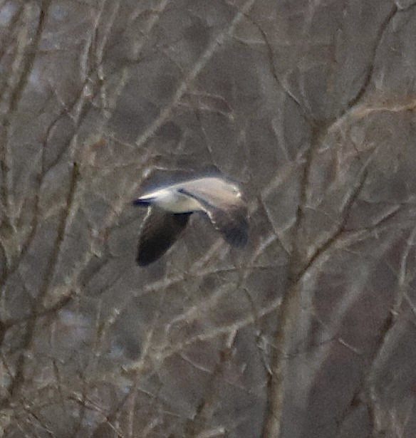 Laughing Gull - ML645514913