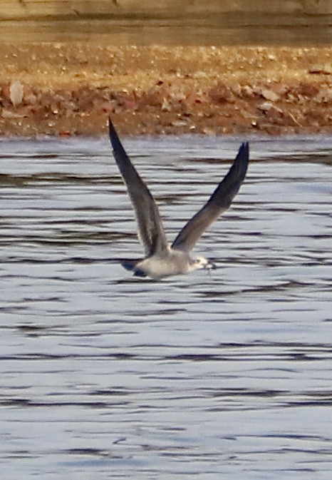 Laughing Gull - ML645514914