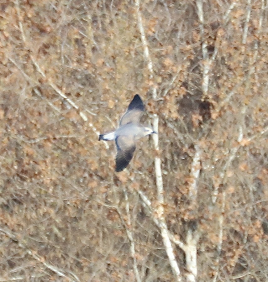 Laughing Gull - ML645514915