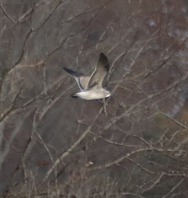 Laughing Gull - ML645514916