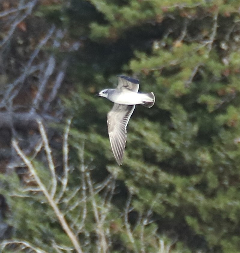 Laughing Gull - ML645514917