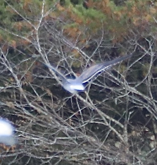 Laughing Gull - ML645514918
