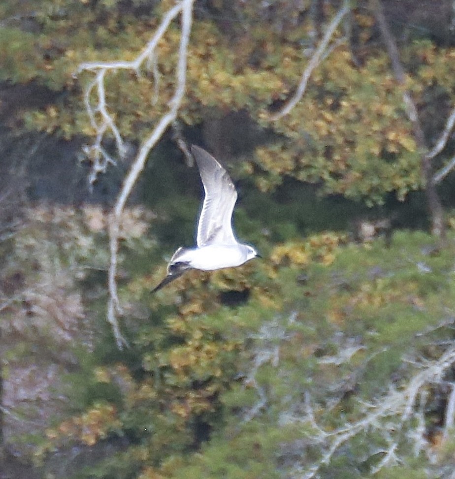 Laughing Gull - ML645514919