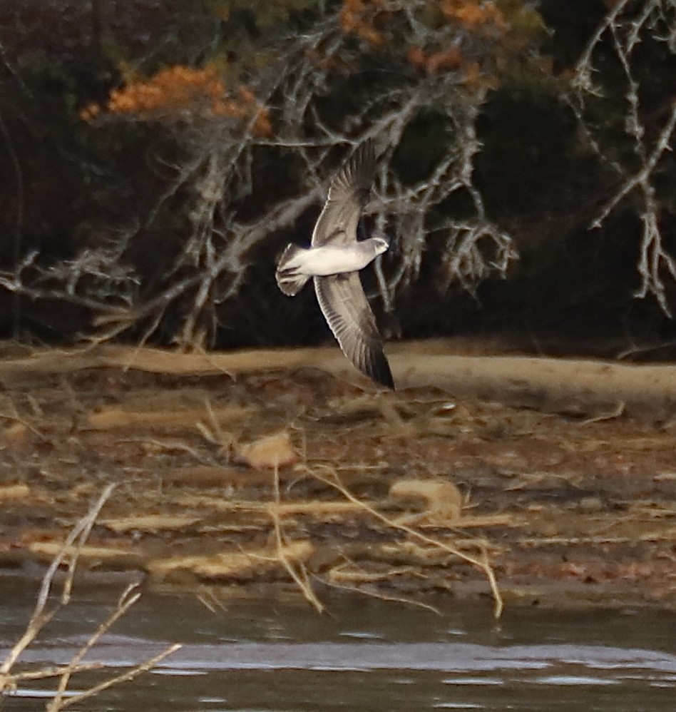Laughing Gull - ML645514920
