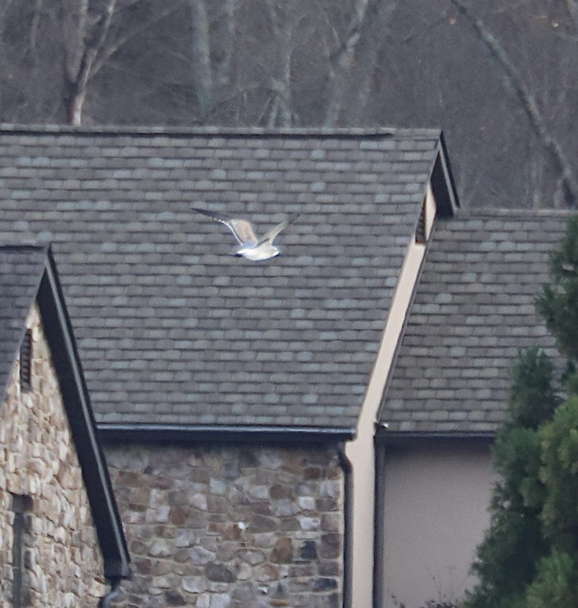 Laughing Gull - ML645514921