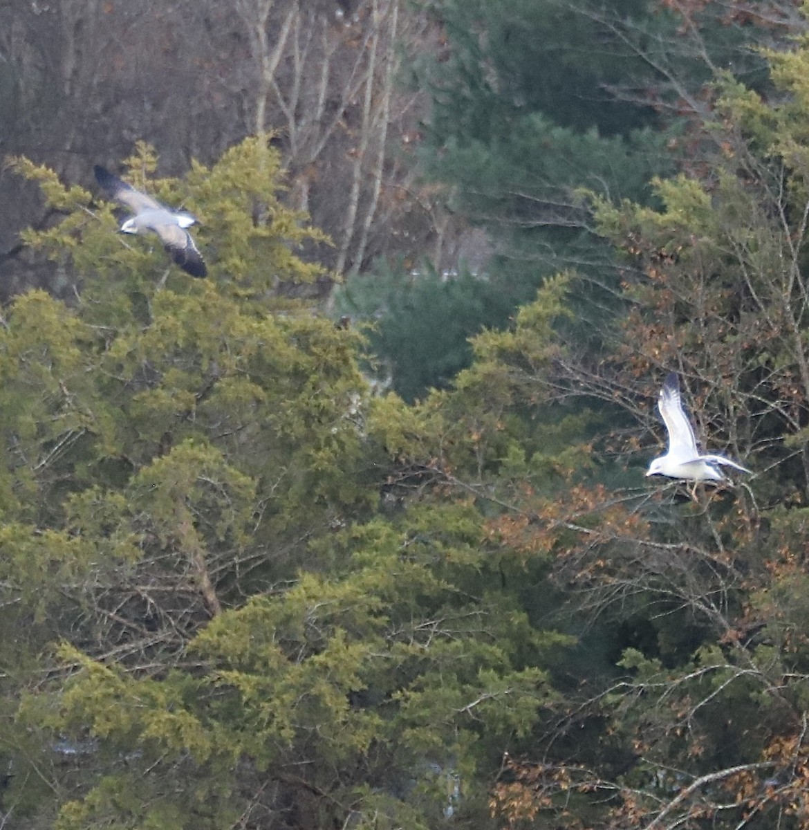 Laughing Gull - ML645514922
