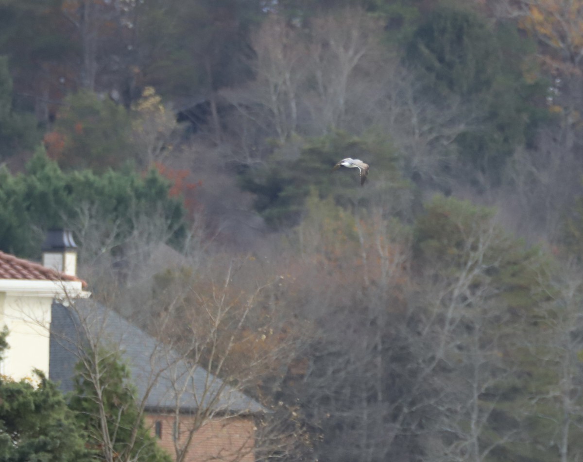 Laughing Gull - ML645514923