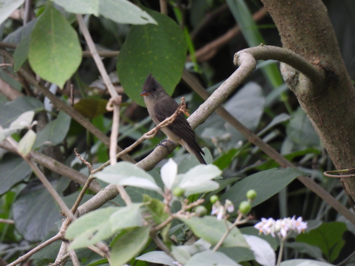 Greater Pewee - ML645514933