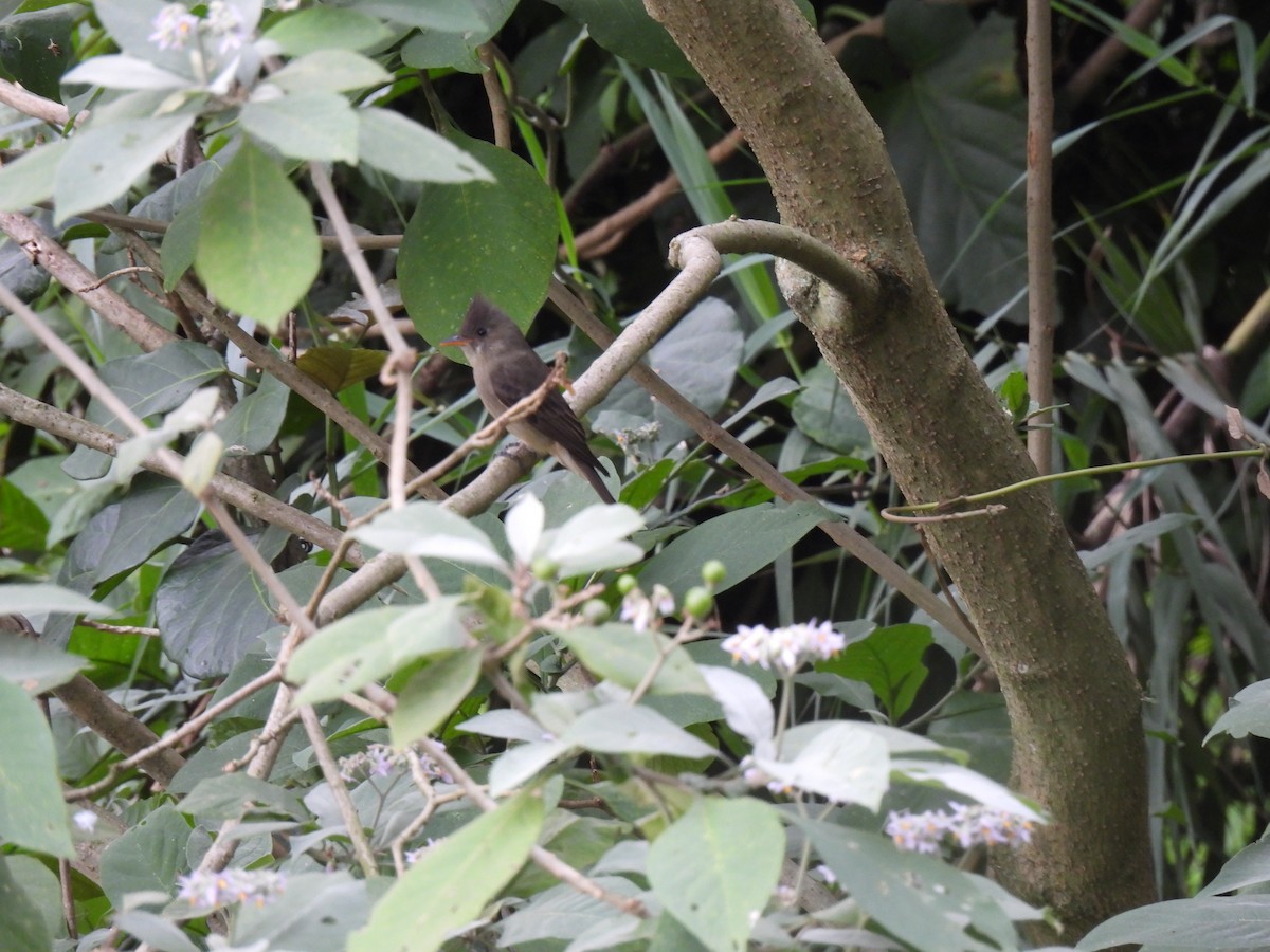 Greater Pewee - ML645514934