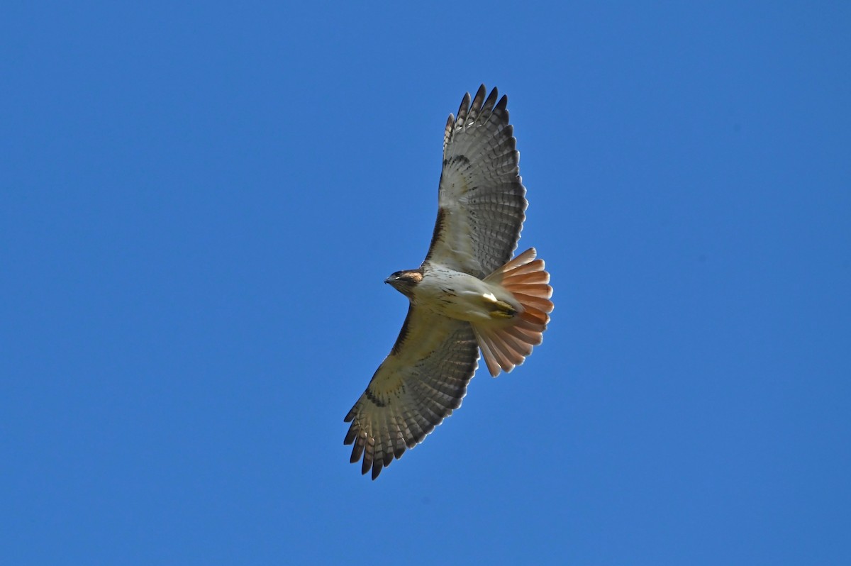 Red-tailed Hawk - ML645514972