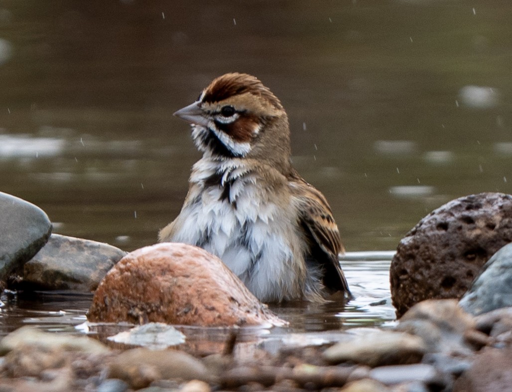 Lark Sparrow - ML645514997