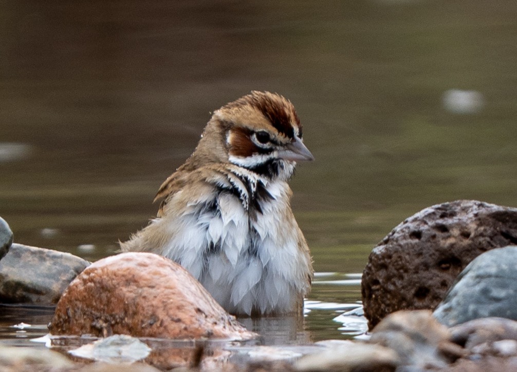 Lark Sparrow - ML645514998