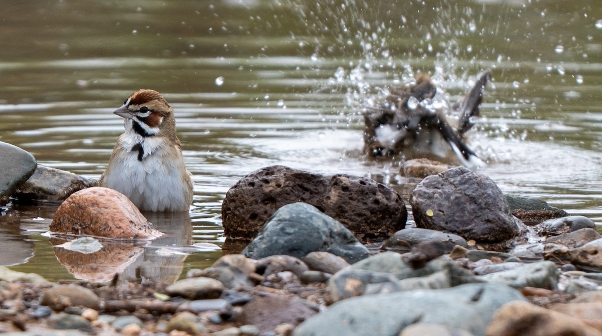 Lark Sparrow - ML645514999