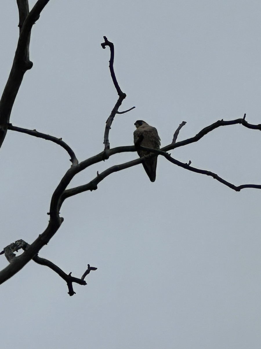 Peregrine Falcon - ML645515000