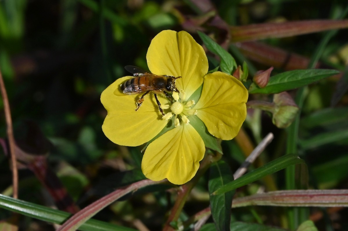 Honey Bees - ML645515004